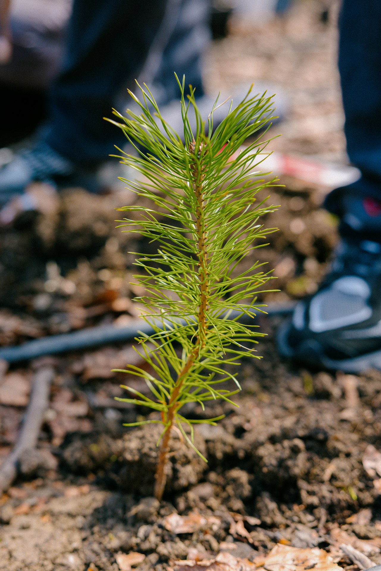 2504_SUGi_004 2504_SUGi_004