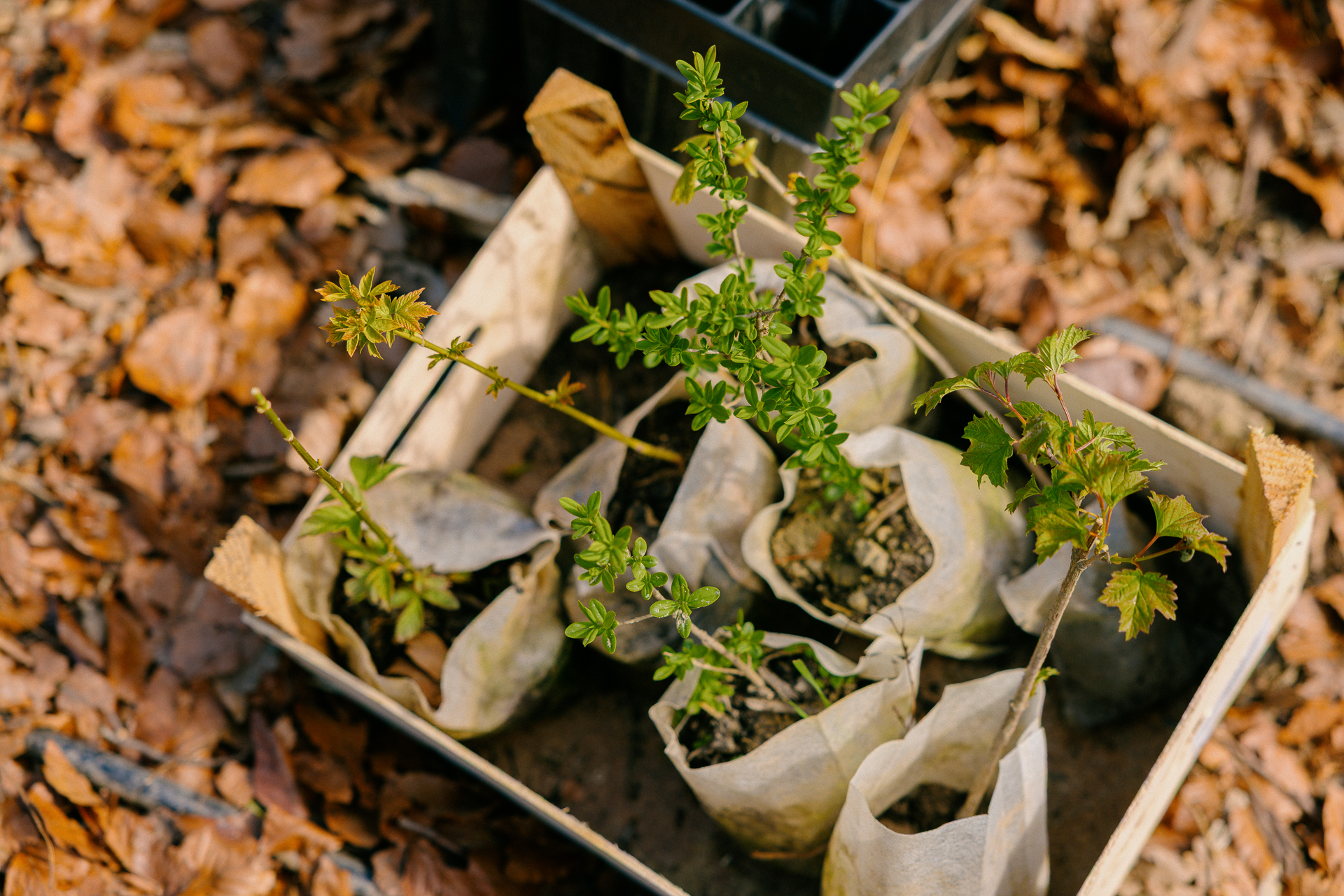 2504_SUGi_006 2504_SUGi_006